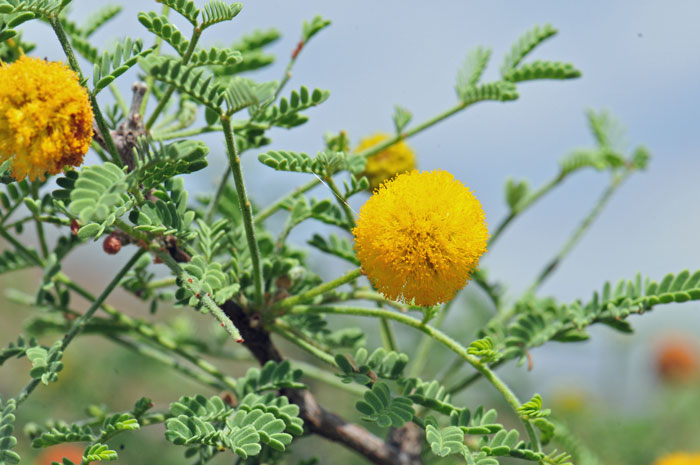 Whitethorn Acacia has yellow or orange yellow flowers in dense, globose heads. Vachellia constricta (=Acacia constricta)